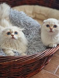 Scottish fold femmine