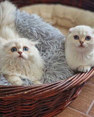 Scottish fold femmine