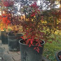 piante Nandina domestica 