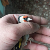 Cardellino