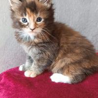 Cucciola Lilith Maine Coon