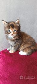 Cucciola Lilith Maine Coon