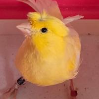 Canarino ciuffo maschio