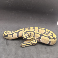 Pitone reale DG het clown pied