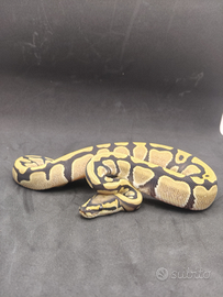 Pitone reale DG het clown pied