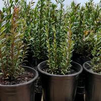 Mirto Sardo in Vaso Ø16 – Pronte da Piantare 💪