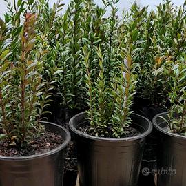 Mirto Sardo in Vaso Ø16 – Pronte da Piantare 💪