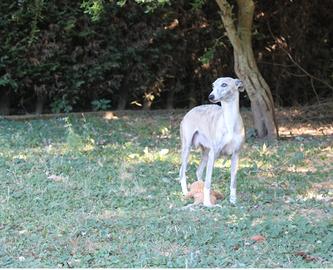 Whippet adulti femmina in adozione