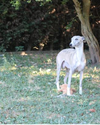 Whippet adulti femmina in adozione