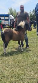 Pony stallone