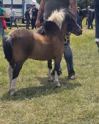 Pony stallone