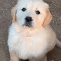 Cuccioli di golden retriever