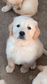Cuccioli di golden retriever