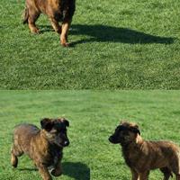 Cucciolo pastore belga malinois