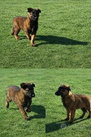 Cucciolo pastore belga malinois