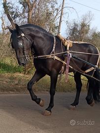 Cavallo Murgese