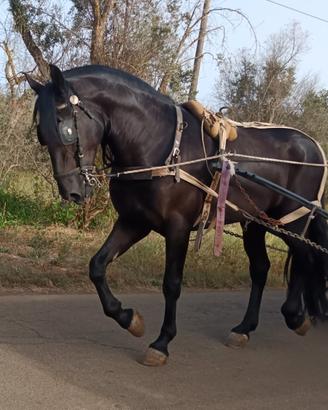 Cavallo Murgese