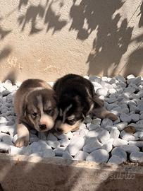 Cuccioli di husky