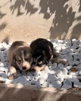 Cuccioli di husky