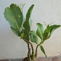 cyphostemma yuttae 