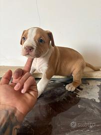 Cuccioli pitbull ukc