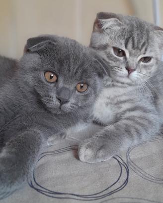 Cuccioli Scottish fold e Scottish straight 