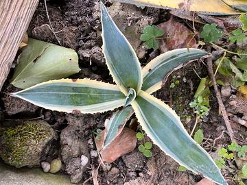 Agave variegata americana