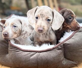 Cuccioli di bassotti Arlecchino kaninchen