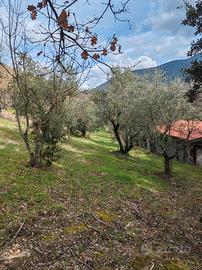 Terreno agricolo con oliveto