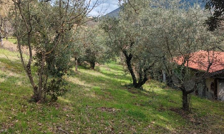 Terreno agricolo con oliveto