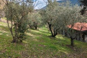 Terreno agricolo con oliveto