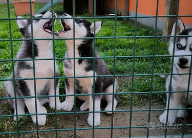 Husky cuccioli vaccinati con pedigree