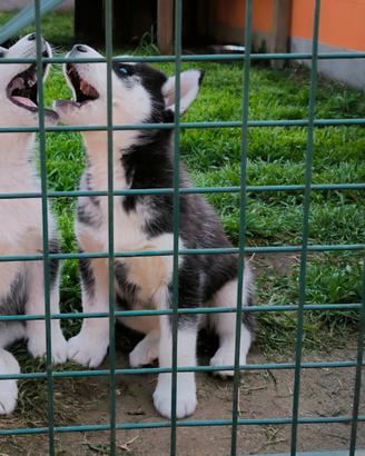 Husky cuccioli vaccinati con pedigree
