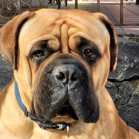 Bullmastiff
