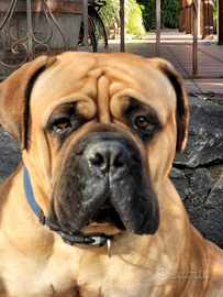 Bullmastiff