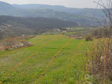 Terreno e bosco