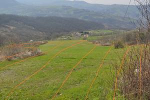 Terreno e bosco
