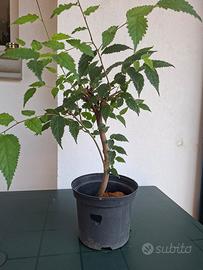Prebonsai  "Celtis australis" di grande carattere