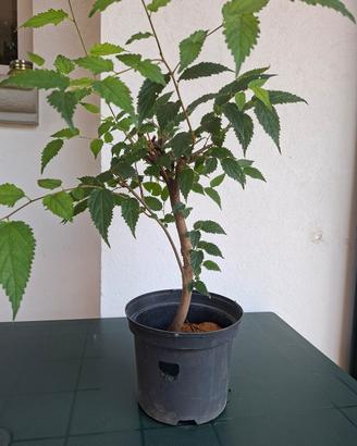 Prebonsai  "Celtis australis" di grande carattere