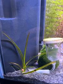 Pianta facile per acquario