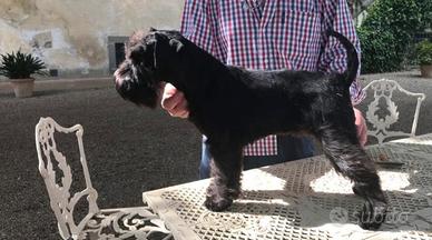 Schnauzer nano