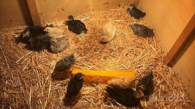 Pulcini livornesi 1 mese