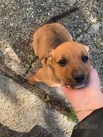 Regalo cagnolina dolcissima