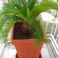 CYCAS Revoluta IN VASO 