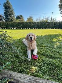 Cuccioli di Golden Retriever con pedigree