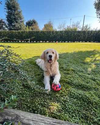 Cuccioli di Golden Retriever con pedigree