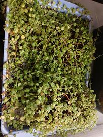 Peperomia prostrata (turtle strings)