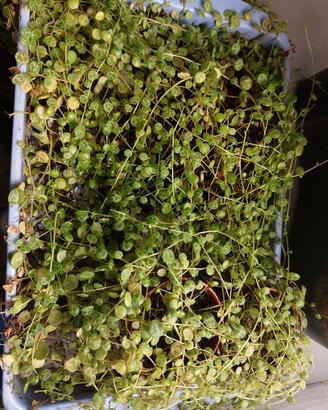 Peperomia prostrata (turtle strings)