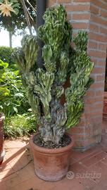 Piante grasse cereus mostruoso