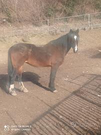 Cavalla Olandese 2009 uso sella e tiro